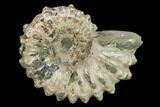Bumpy Ammonite (Douvilleiceras) Fossil - Madagascar #134172-1